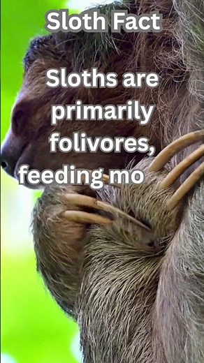 Sloth facts #shortsviral
