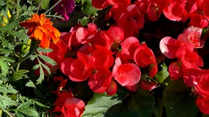 Begonia, Florecer, Flor Roja