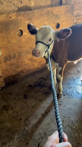 Budget Friendly Bull/Steer Option! ✅First year/young showman or homestead approved Easy going, easy feeding crossbred beef calf. You can put a 6 year old at the end of this guy’s halter! A great opportunity to raise your own homegrown beef for next summer, or feeding partner for your 4-H project! Angus x Hereford 400# Attica, MI PM for price/info | Hillside Herefords