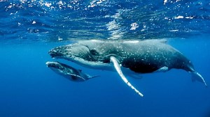 Do Whales Die Of Old Age? What Causes A Whale To Die?