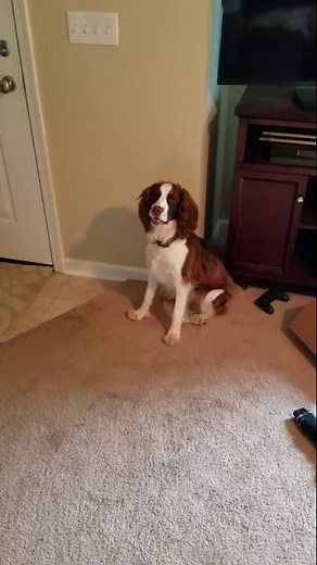 Springer Spaniel Howl Growl