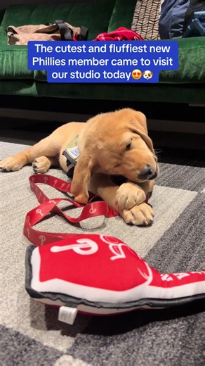 Tugger: The New Service Pup for Phillies Fans