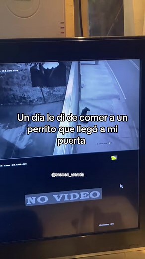 El sonido para los perros: cómo llamarlos y rescates que funcionan