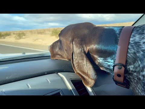Why Life Is Better With A Dog | German Shorthaired Pointer | GSP Edition