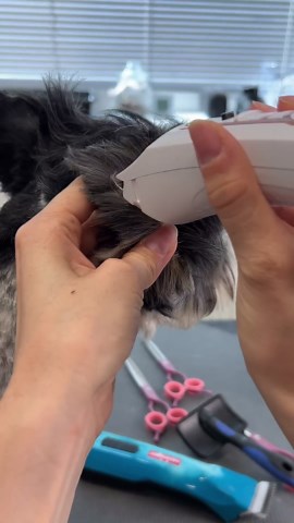 How to groom a small dog's face: Pro tips for a clean & adorable look