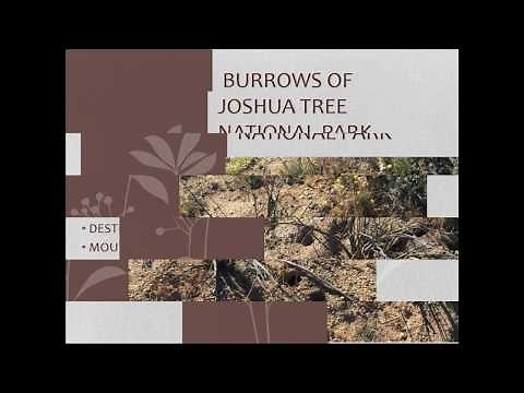 How To Identify Animal Burrows