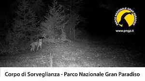 Confermato l'avvistamento di una lince nel Parco Nazionale Gran Paradiso 📣 Nelle scorse settimane i guardaparco del Parco Nazionale Gran Paradiso hanno confermato l’avvistamento di una lince all’interno dell’area protetta, con l’ausilio di una fototrappola che ha immortalato l’animale, rendendo certa la segnalazione. Si tratta, con ogni probabilità, di un individuo in dispersione, alla ricerca di nuovi territori e, per il momento, l’Ente Parco ha deciso di non rendere noto il luogo esatto dell’