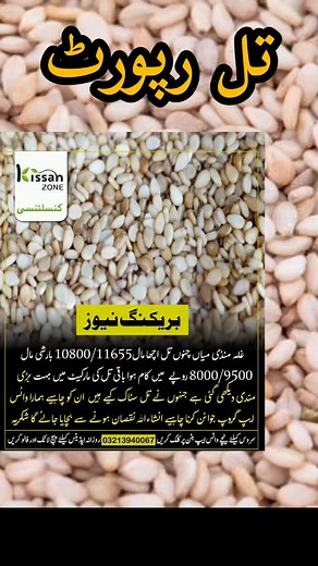 Till updates #wheat #Kisan #Fasal #Krishi #Farming #Agriculture #Farmers #KisanMela #agrifarming #Pulses #agritech #Agriculture #wheat #foryoupageシforyou #unfrezzmyaccount #foryourpage #1mfollowers #trendingreel #trend #trendingnow #foryoupagereels #unfreezmypage #trendingvideo #1mlikes | Kissan Zone Consultancy