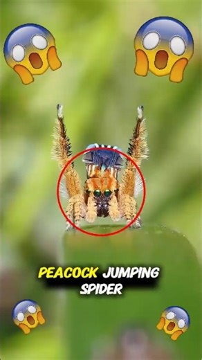 Spider's make-or-break dance that decides everything.. 😱#shorts #nature #spiders