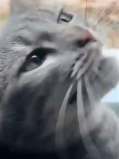 Funny Cats Compilation: The Cutest Cat Moments