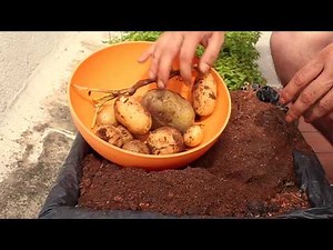 Growing potatoes in a pot in a home garden. Urban garden. Tutorial. 🍅🍏