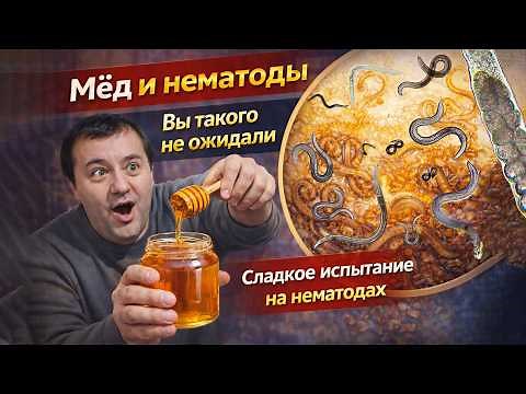 What Does HONEY Do to Nematodes? An Amazing Microscope Experiment
