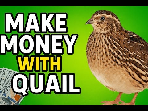Making Money By Raising Quail