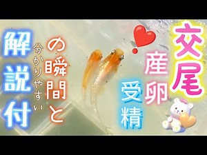 【メダカ】珍しい交尾の瞬間😂産卵と受精を分かりやすく教えます❣️#めだか#無精卵#求愛#紅白ラメ