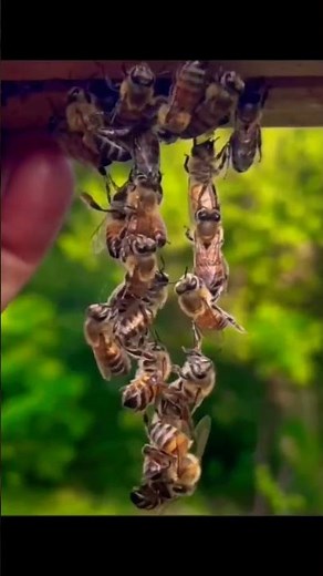 How Bees Work Together to Build Their Hive