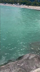 Bal Harbour pier catching sardines with a casting net.