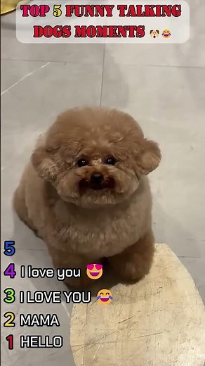 top 5 funny talking dogs moments