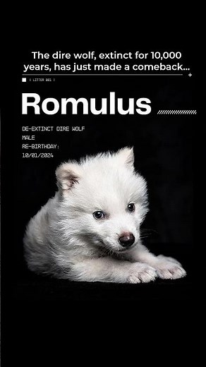 Dire Wolf Returns After 10,000 Years | The Ice Age Predator is Back!