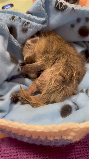 65K views · 3.3K reactions | Stanley the baby raccoon with head trauma/neuro issues is resting in his nesting cup | Little Bit Wildlife Rescue | Facebook