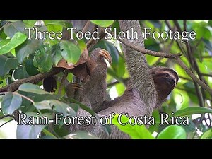 Amazing Sloth Footage - 4k - UHD - In the Rain-forest of Costa Rica