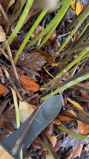 Think your peonies still look okay? Don’t skip the fall cutback! ✂️ Trimming now keeps diseases like powdery mildew away and helps your plant store energy for next year’s blooms. A little care now = a stronger, more beautiful peony come spring. | Gardening Know How