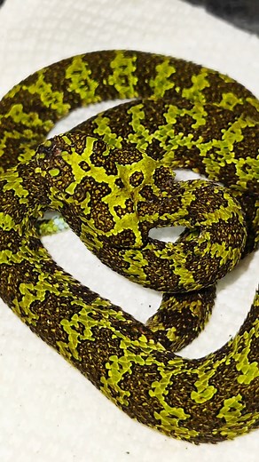 Meet the Magnificent Mangshan Viper: A Stunning Reptile Showcase