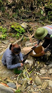 Một ngày đi rừng tìm thảo dược pass 2 #chauvanngam | Chẩu Văn Ngâm