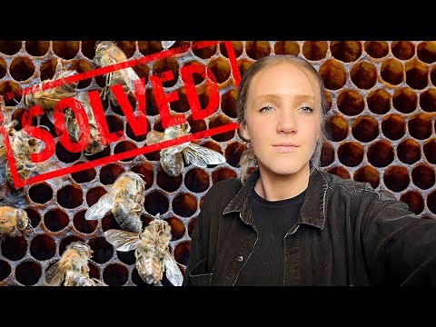 Why Are the Bees Dying? Researchers Just Found a New Virus! / Beekeeping 101 #beekeeping