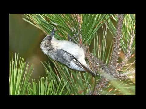 Pygmy Nuthatch Singing in Spring Clear Birdsong Audio for Relaxation, Study & Nature Lovers