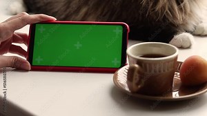 woman drink tea and use cell phone has blank, green screen display for mock-ups on white background with cat.Place mobile app logo on green chroma key touchscreen, use in graphic design.selective focu