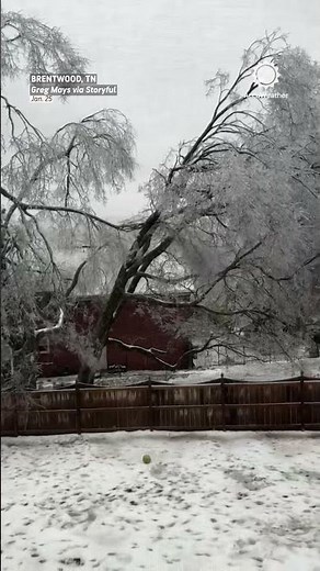 Ice Storm Brings Down Tree in Tennessee