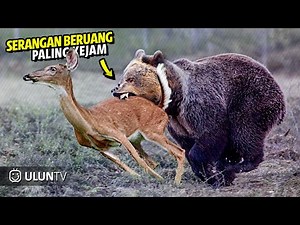 15 Most Savage Bear Attacks Caught on Camera