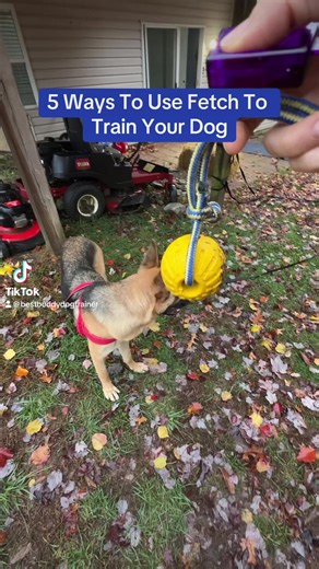 5 Ways To Use Fetch To Train Your Dog #dogtraining #dogreelsfb #boardandtrainprogram #hyperdog #dogtrainingadvice #puppytraining | Best Buddy Dog Trainer, LLC