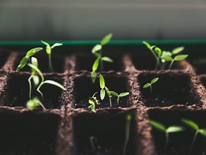 Build a Soil Moisture Sensor With LCD Display