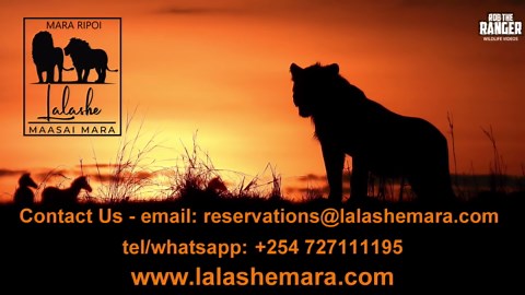 Toad Eats Termites Tiny Predator in Safari Camp