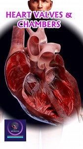 327K views · 2.3K reactions | Pumping Life Animation of Heart Valves and Chambers #medicalanimation #foryou | Medical Animation Media | Facebook