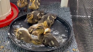 3.1K views · 130 reactions | Splish splash, it’s bath time! ☀️Our mallards in care LOVE splashing around in their pools to help develop their water-proofing. | Wildlife Rehabilitation Center at Wisconsin Humane Society | Facebook