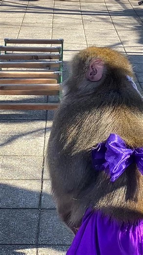 #Japanese traditional performance monkey mawashi🙉🙈🙊#アクションモンキープロダクション #保護猿🐵 まい先生と掛川金太郎くん