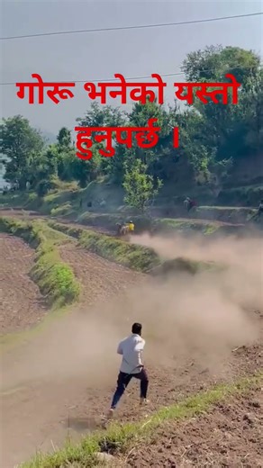 Ox running on the field (गोरू भनेको यस्तो हुनुपर्छ है साथी हो ।