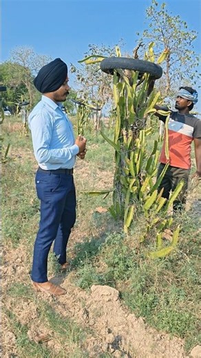 Dragon Fruit 🐉 White Blood Cells के लिए फायदेमंद! 😲 #farming #gardening #shortvideo