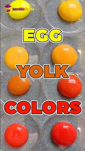 The Colorful Secret of Egg Yolks | What Determines Their Hue #EggYolkColors #HealthyEating #EggFacts
