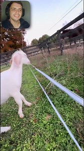 1.3M views · 4.7K reactions | Reaction of animals VS fence ⚡藍#electricfence #animalsfunny #funnymoments | Eletric FENCE | Facebook