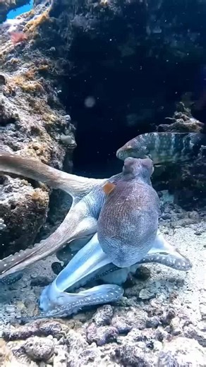 Octopus hugging a rock #diving #ocean #oceanlife #underwater #fish #foryou #fyp | Ocean Kingdom