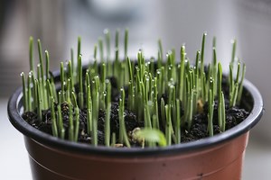 Read Capacitive Soil Moisture Sensor DFROBOT Gravity on the Raspberry Pi #piday #raspberrypi @Raspberry_Pi