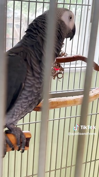 Talking African Grey Parrot's Funny Moments