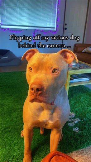 Understanding 'MooMoo Supremacy' and Dog Antics