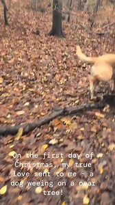 #12daysofChristmas #labradorretriever | Animal Elves