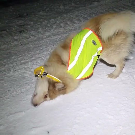 Grim! (ORIGINAL) by Puppy Songs