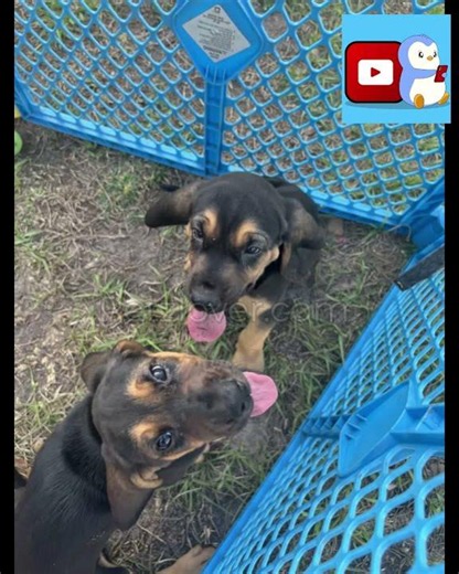 Adorable Female Bloodhound Puppy for Sale in Kissimmee