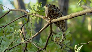 Chameleon on a tree branch in the wild forest. Close up. 4K